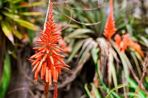 Pin by Lauren Richey on Ecuador | Plants, Ecuador