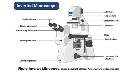 Inverted Microscope- Definition, Principle, Parts, Labeled Diagram, Uses, Worksheet