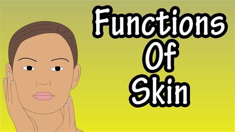 Functions Of The Skin Shapes