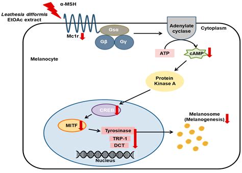 IJMS | Free Full-Text | Leathesia difformis Extract Inhibits α-MSH ...