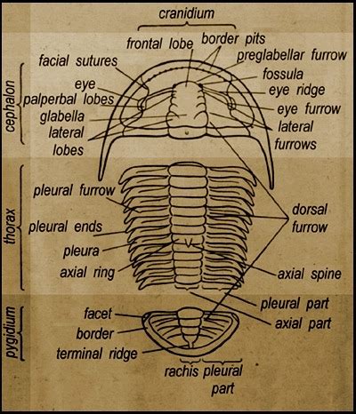 Trilobite Anatomy