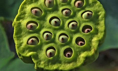 Trypophobia the fear of holes causes the brain to work harder | Daily Mail Online