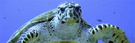 Sea Turtle Conservation