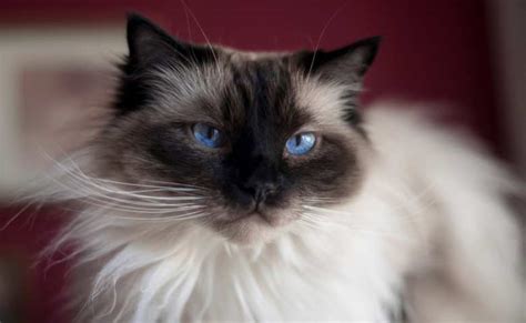 Siamese Ragdoll Cat Mix - Do You Want To Know About Ragdoll Siamese Mix ...