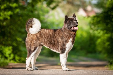 Are Akita Dogs Easy To Train