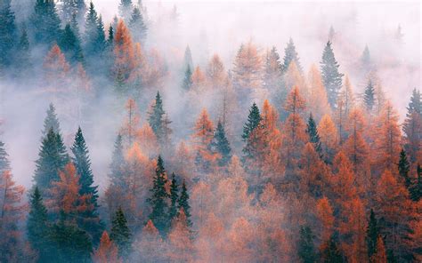 Forest, trees, fog, autumn wallpaper | nature and landscape | Wallpaper Better