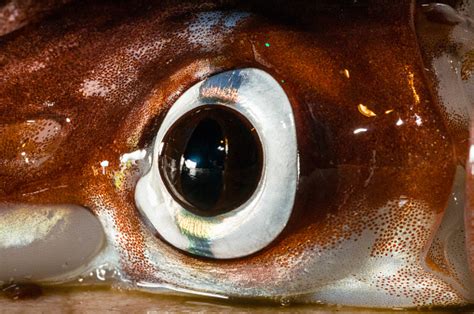 Squid Eye Closeup With Chromatophores Stock Photo - Download Image Now ...