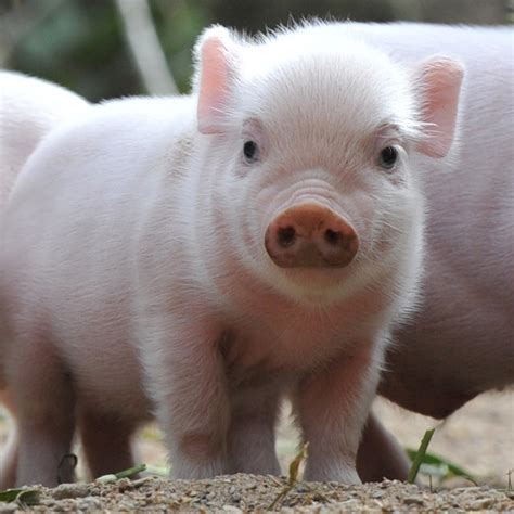 Cute Piglets at the Zoo | POPSUGAR Pets