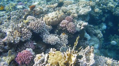 Coral Reef In Ras Muhammad National Park - YouTube