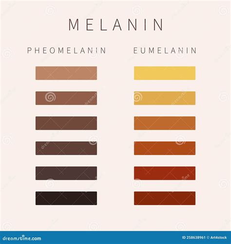 Melanin Skin Tone Color Palette Scheme Design Stock Vector ...