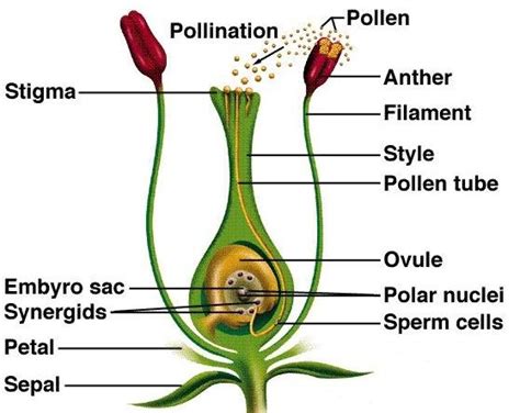 Draw a labelled diagram which shows the process of fertilization in plants. Distinguish between ...