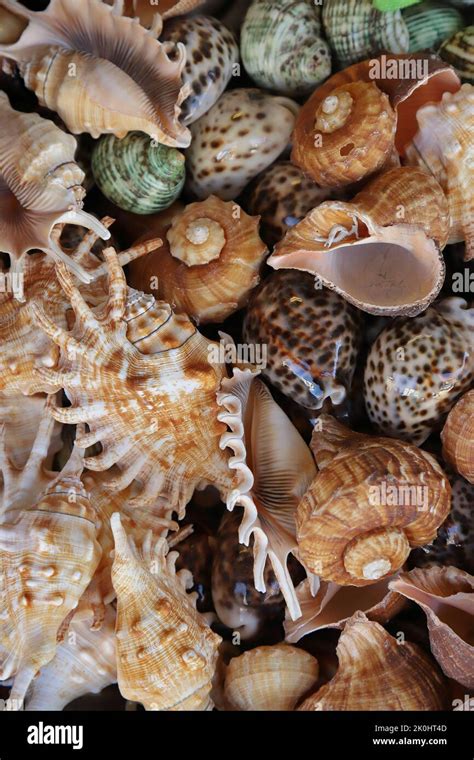 A vertical shot of different types of seashells Stock Photo - Alamy