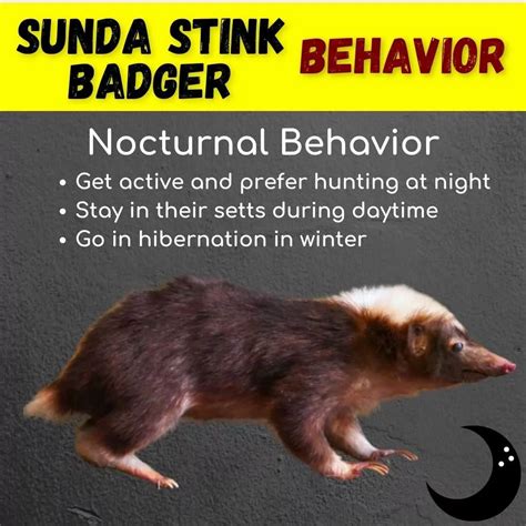 Sunda Stink Badger (Mydaus Javanensis): All Amazing Facts About Them ...