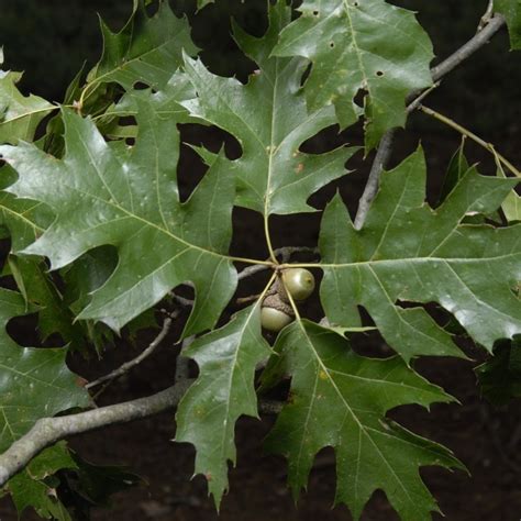 Northern Red Oak Trees | Fast Growing And Considered A National ...