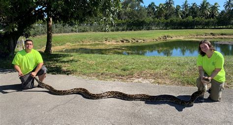 Record-breaking 18-foot, 98-pound python found at Big Cypress National Preserve - WSVN 7News ...