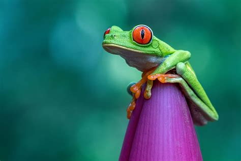 Frogs, Red Eyed Tree Frog, HD wallpaper | Peakpx