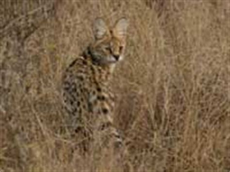 Servals - Habitat and Survival