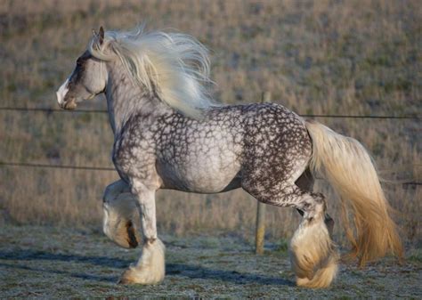 ¡Cómo me gustan los grandotes y robustos percherones! | Horses, Beautiful horses, Horse breeds