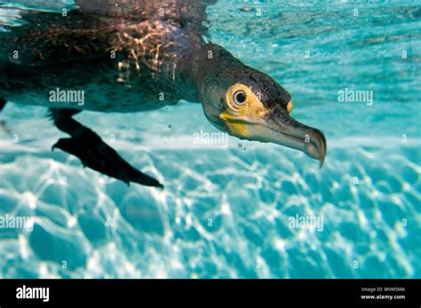 Cormorant diving Phalacrocorax carbo bird swimming dive underwater unterwater photography nature ...