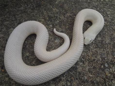 10 Stunning Western Hognose Snake Morphs