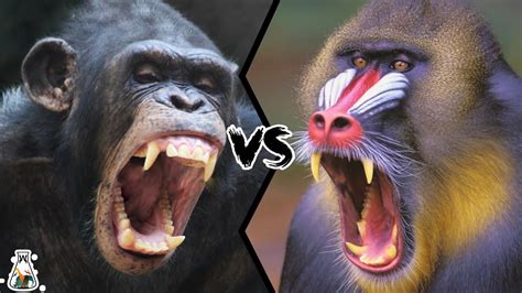 Mandrill vs Baboon: Profiles, Facts, Differences, Similarities - Primates Park