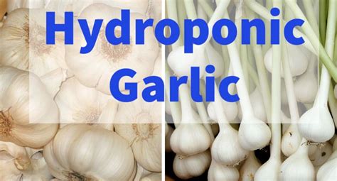 Hydroponic Garlic Farming, Planting, Growing Procedure | Agri Farming