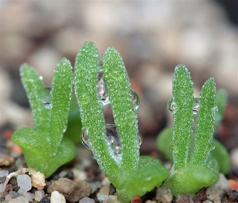 Aizoaceae – Succulents 101