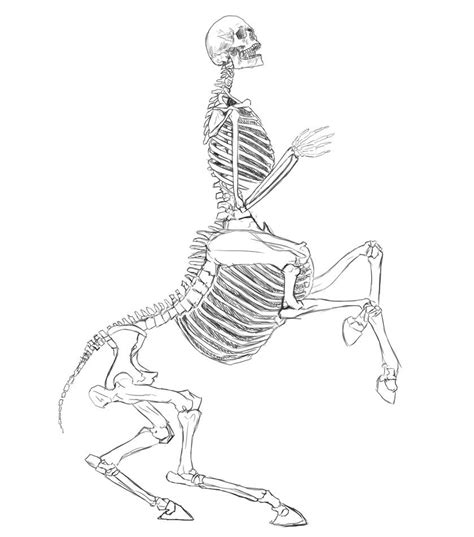 Centaur skeleton by Meownyx on DeviantArt