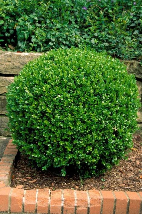 How to Grow Beautiful Boxwood Shrubs | Garden Design