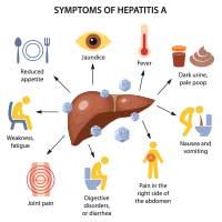 Jaundice in Adults: Causes, Symptoms and Treatment