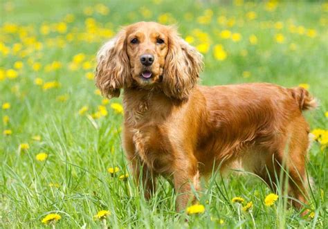 18 Different Types of Spaniels – What Kind is Your Favorite – Nayturr