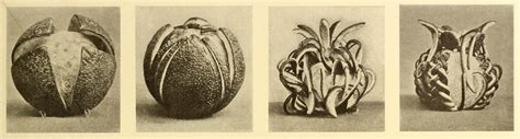 The Art of Ornamental Orange Peeling (1910) – The Public Domain Review