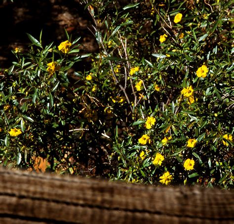 Uluṟu-Kata Tjuṯa National Park | 35mm Slide Images of Centra… | Flickr