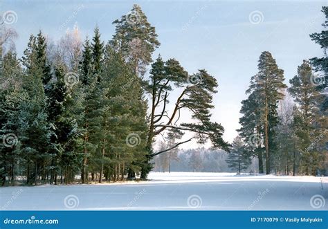 Pine trees in winter park stock image. Image of sunny - 7170079