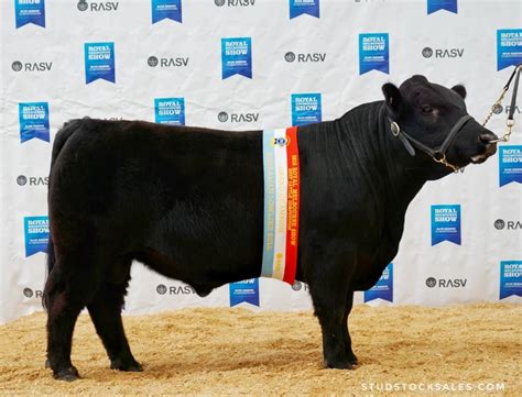 2018 Royal Melbourne Show - Australian Lowline results - Australian Lowline Cattle Association