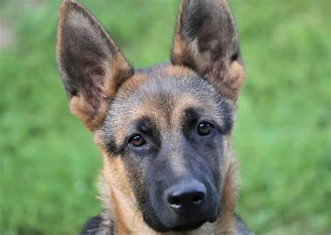 How to clean German Shepherd ears: step-by-step guide