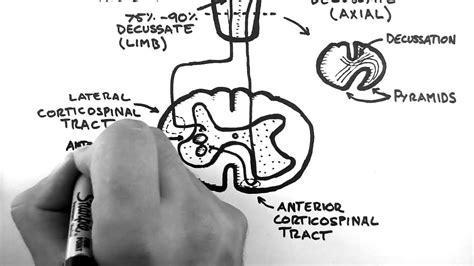 Spinal Pathways 4 - Corticospinal Tract - YouTube