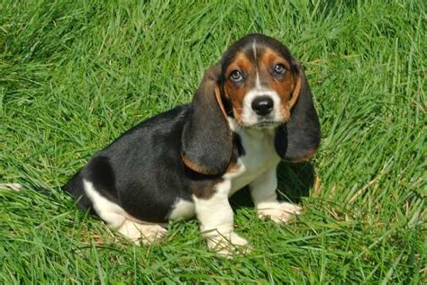 Miniature Basset Hound Puppies | Miniature basset hound, Basset hound for sale, Basset hound puppy