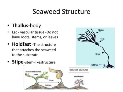 Chapter 7 multicellular plants