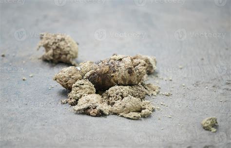 tiger feces dried 10712730 Stock Photo at Vecteezy