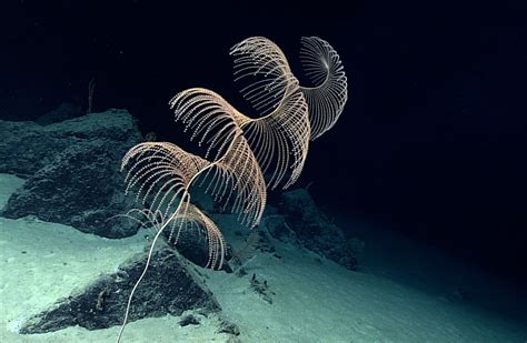 Photo Identification Guides for Deep-sea Corals and Sponges Now ...