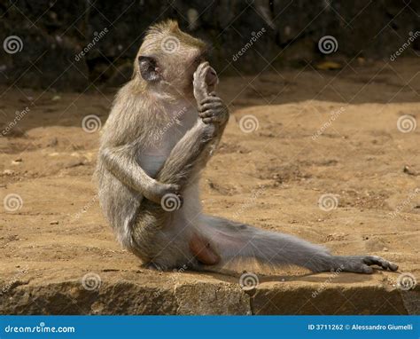 Monkey exercise stock photo. Image of exhibition, depression - 3711262