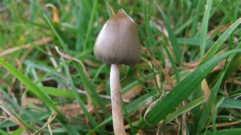 **Official UK Liberty cap mushroom season 2014** - Mushroom Hunting and Identification ...