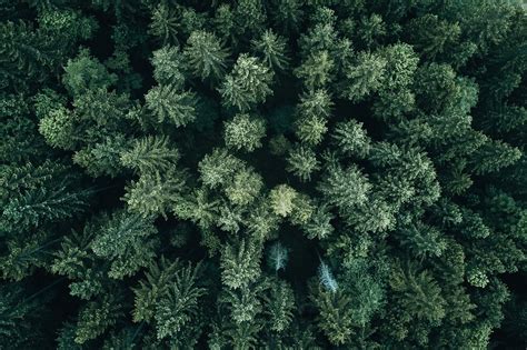 "Forest Drone - Landscape Photography" by Michael Schauer | Redbubble