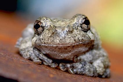 Goliath Frog - True Wildlife Creatures