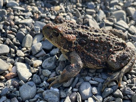 Western Toad in August 2022 by Tiffany Peterson · iNaturalist