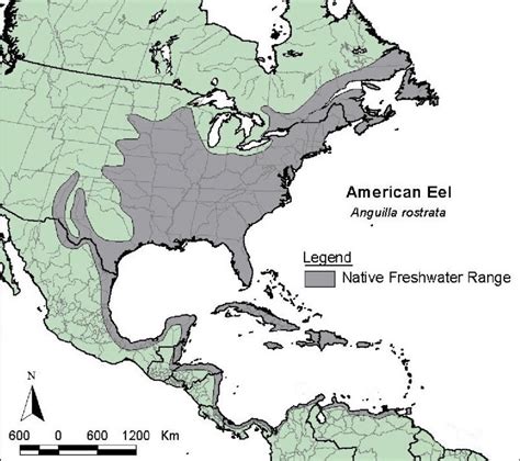 Native freshwater range of American eel (Anguilla rostrata) in the... | Download Scientific Diagram