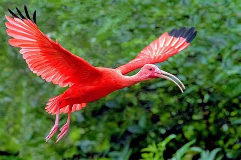 Scarlet Ibis – Analysis and Facts | Wild animals pictures, Ibis, Rainforest animals