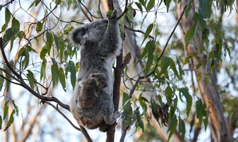 Koala Habitat Trees