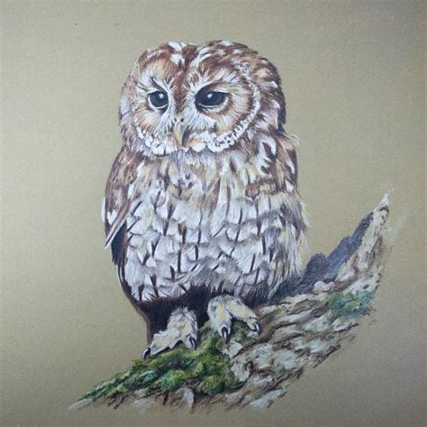 Tawny Owl by Happy5art on DeviantArt